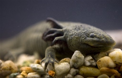 An Axolotl salamander, or Ambystoma mexicanum, swims in a tank at the Chapultepec Zoo in Mexico City.