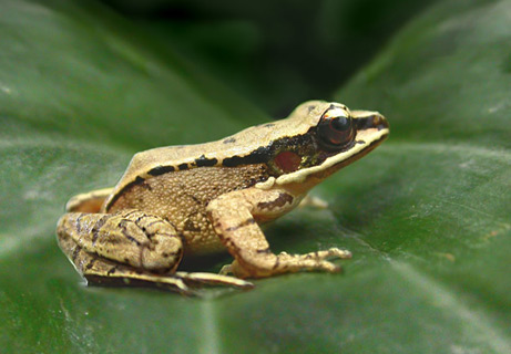 The concave-eared torrent frog is the only animal known to actively select which frequencies it hears but opening and closing parts of its ears, new research reports.