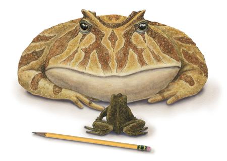 Devil Toad