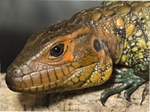 Adult Caiman Lizard
