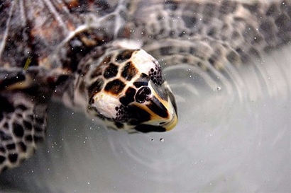 A hawksbill turtle creates ripples in the water as it comes up for air in a holding tank at the Turtle and Marine Ecosystem Centre in Rantau Abang in eastern Terengganu state.