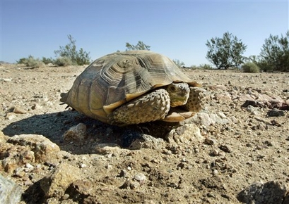 In this Wednesday, Sept. 3, 2008 file photo, an endangered desert tortoise sits in the middle of a road in the proposed location of three BrightSource Energy solar-energy generation complexes in the eastern Mojave Desert several miles from an old mining and railroad townsite called Ivanpah, Calif. Among land-going critters on the endangered species list, the Mojave desert tortoise is among the top recipients of money spent by state and federal agencies trying to keep it from the brink of extinction, according to an Associated Press analysis of the last 11 years of available data.