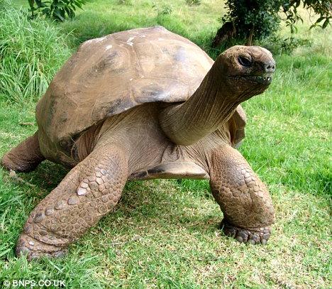 Jonathan the giant tortoise is fit and healthy despite being 176 years old.