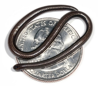 The globe's tiniest snake, Leptotyphlops carlae, against a U.S. quarter.