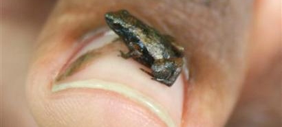 Gardiner's Seychelles frog