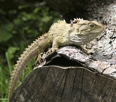 In this undated photo supplied by the Karori Sanctuary, an adult tuatara is seen basking on a tree stump at the Karori Sanctuary in Wellington, New Zealand.