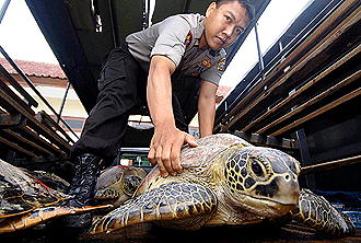An Indonesian marine policeman unloads turtles from a police van in Denpasar, on Bali island in December 2007.