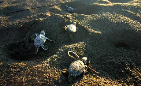 Baby green turtles head toward the sea at Playa Parismina, on Costa Rica's Caribbean coast.