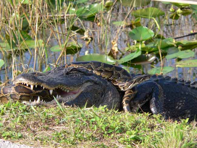 An American alligator and a Burmese python locked in battle in Everglades National Park.