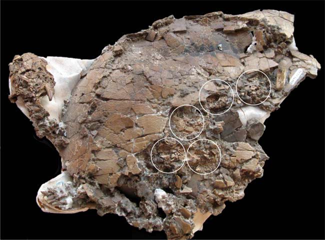 Features of the five crushed eggs discovered inside the fossil turtle's body cavity suggested the female turtle would have laid them in a matter of days.